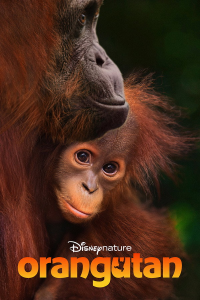 Orang-outan (Orangutan) streaming